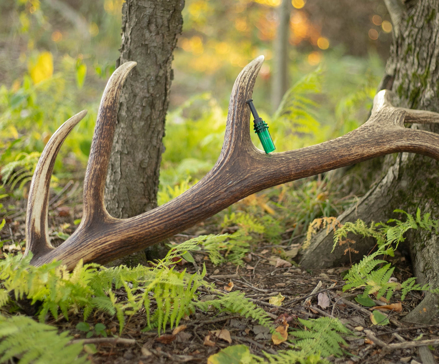Cow Elk